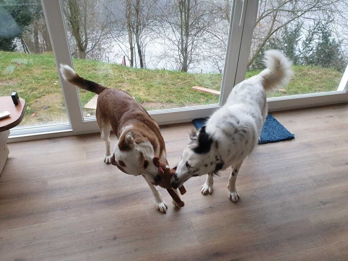 Pensiune canina / Cazare caini de orice talie la casa cu curte