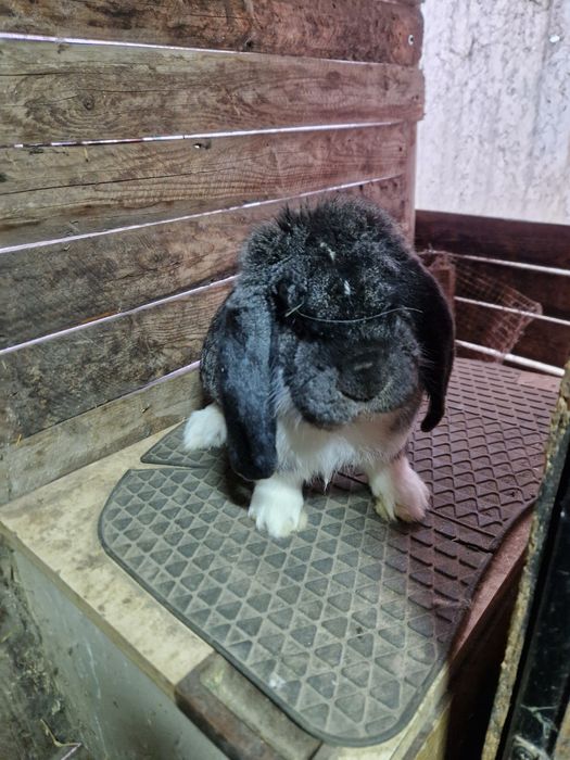 Mascul Berbec German