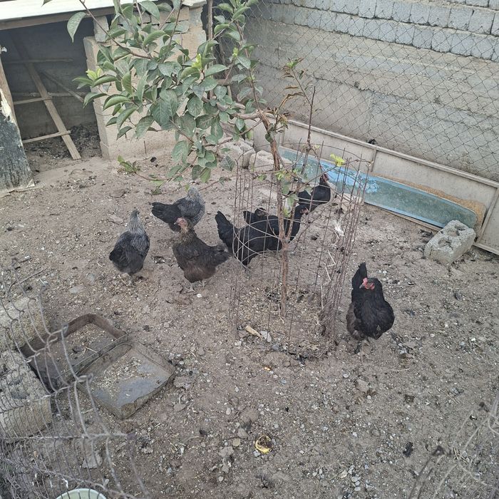 Курица, тауықтар