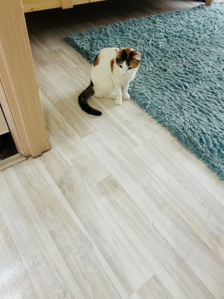 Кошка девочка чистая