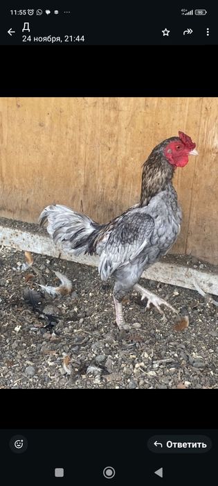 Продам ко шамо 9 месяцев