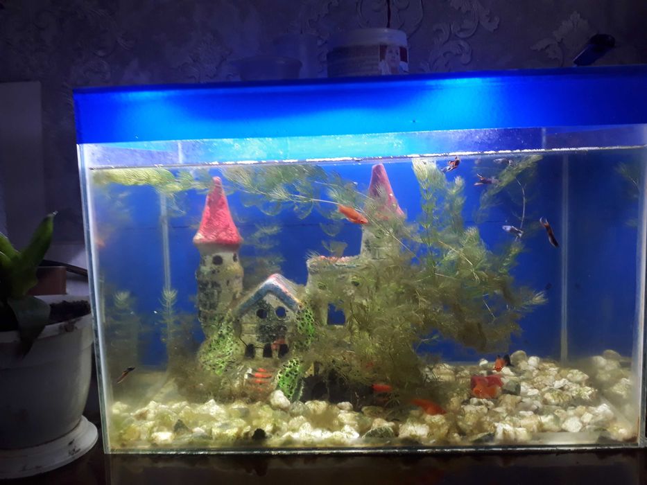 Аквариум зор 50 литр