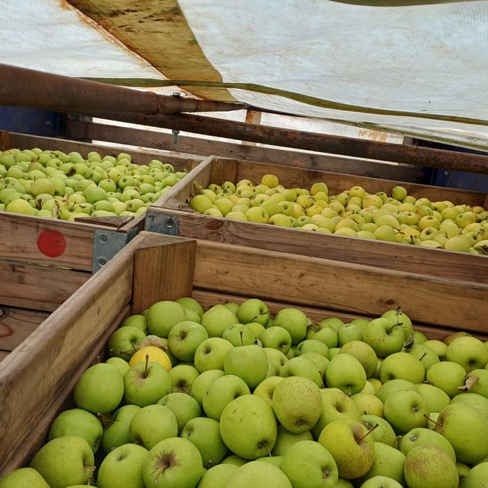 3,5 lei florina și 3lei golden angro