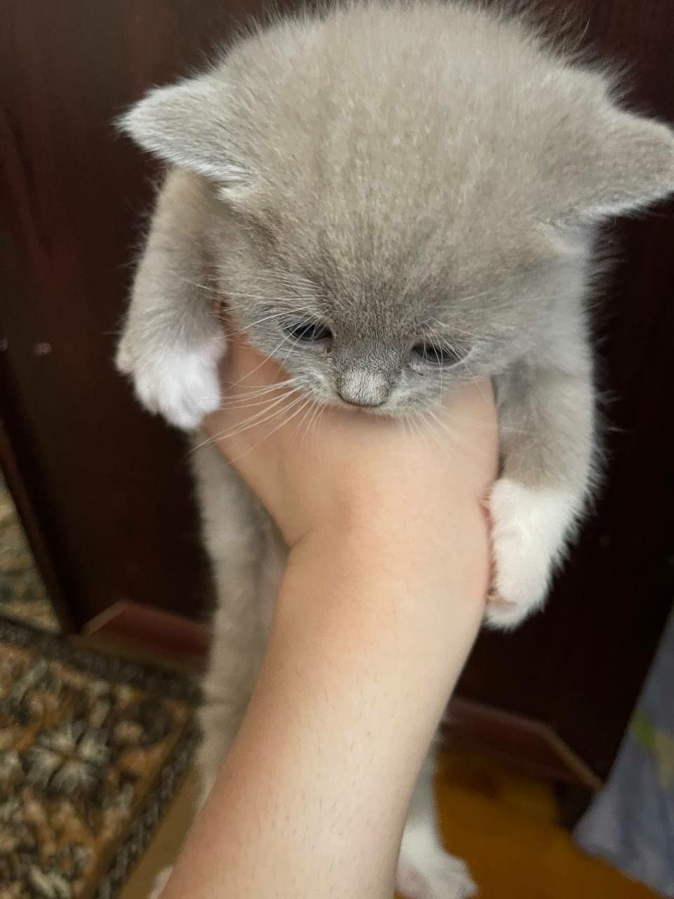 Продается Скотиш Страйт