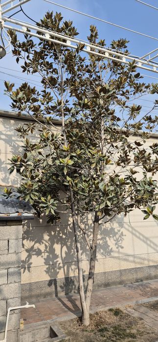 Магнолия дарахти сотилади, 10 йиликдан купрок  Фаргона ш.