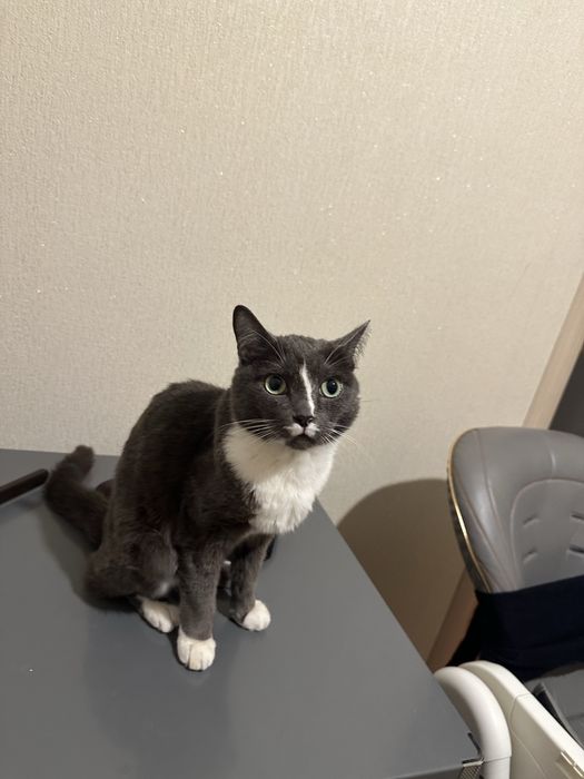 Отдам в добрые руки