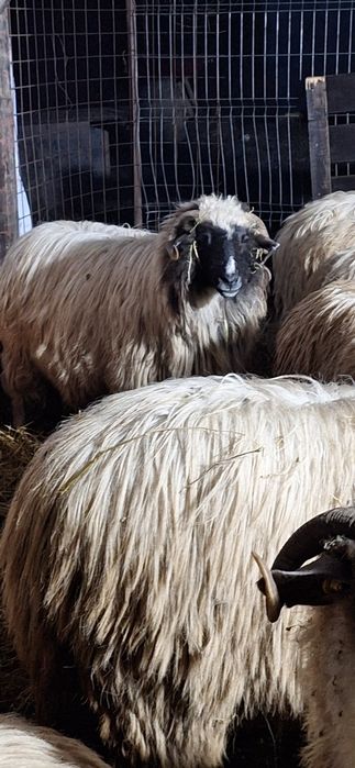 Vând o oaie Breaza și o mieluta breaza