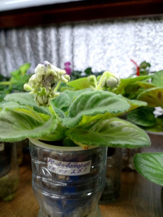 Продам детки сортовых фиалок, глоксиний