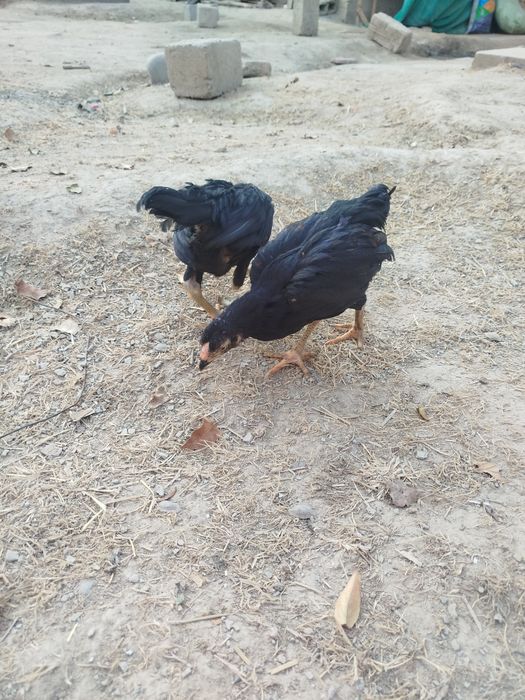 Dakan jõjalar sotiladi