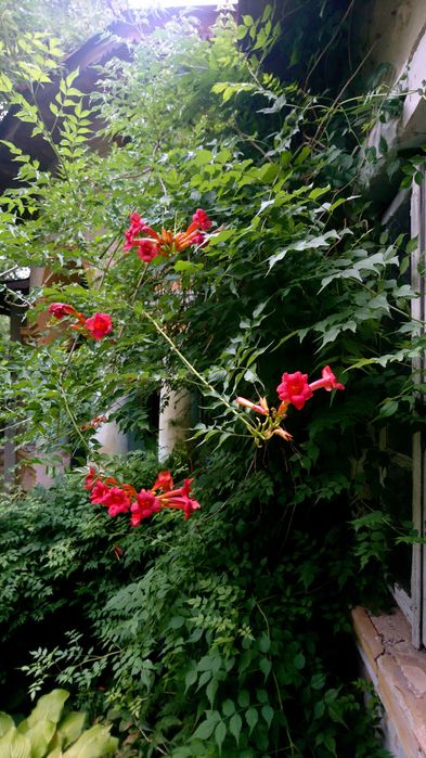 Planta-Floare: Trambita, Luleaua turcului, Trompeta turcului
