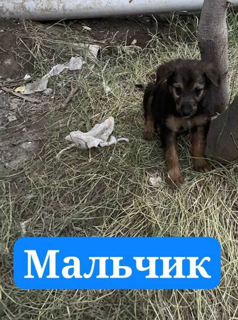 Отдам щенков в добрые руки