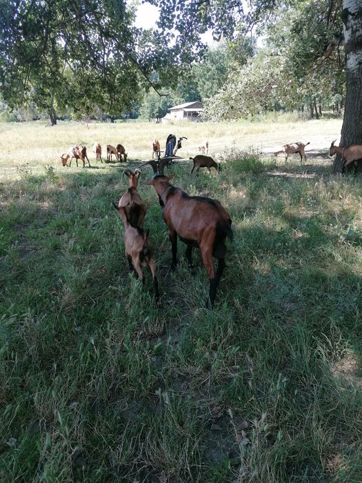 Alpini francez de prasila