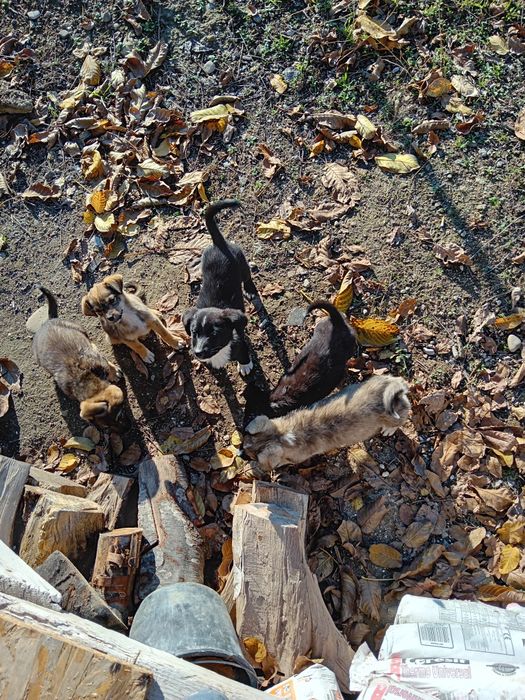 Donez căței fără rasă