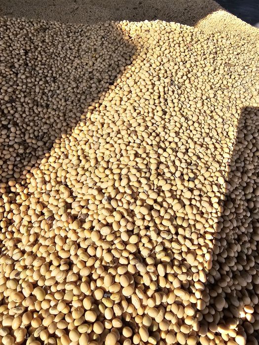 Soia boabe de vanzare