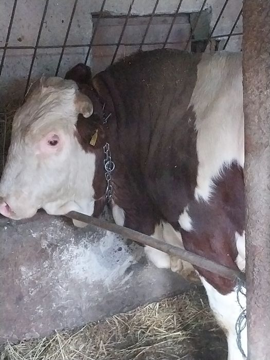 Vând doi tauri de 800 kg bucata