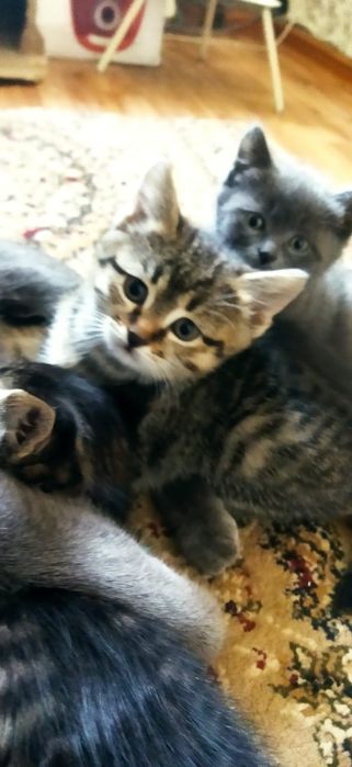 отдам котят в добрые руки бесплатно