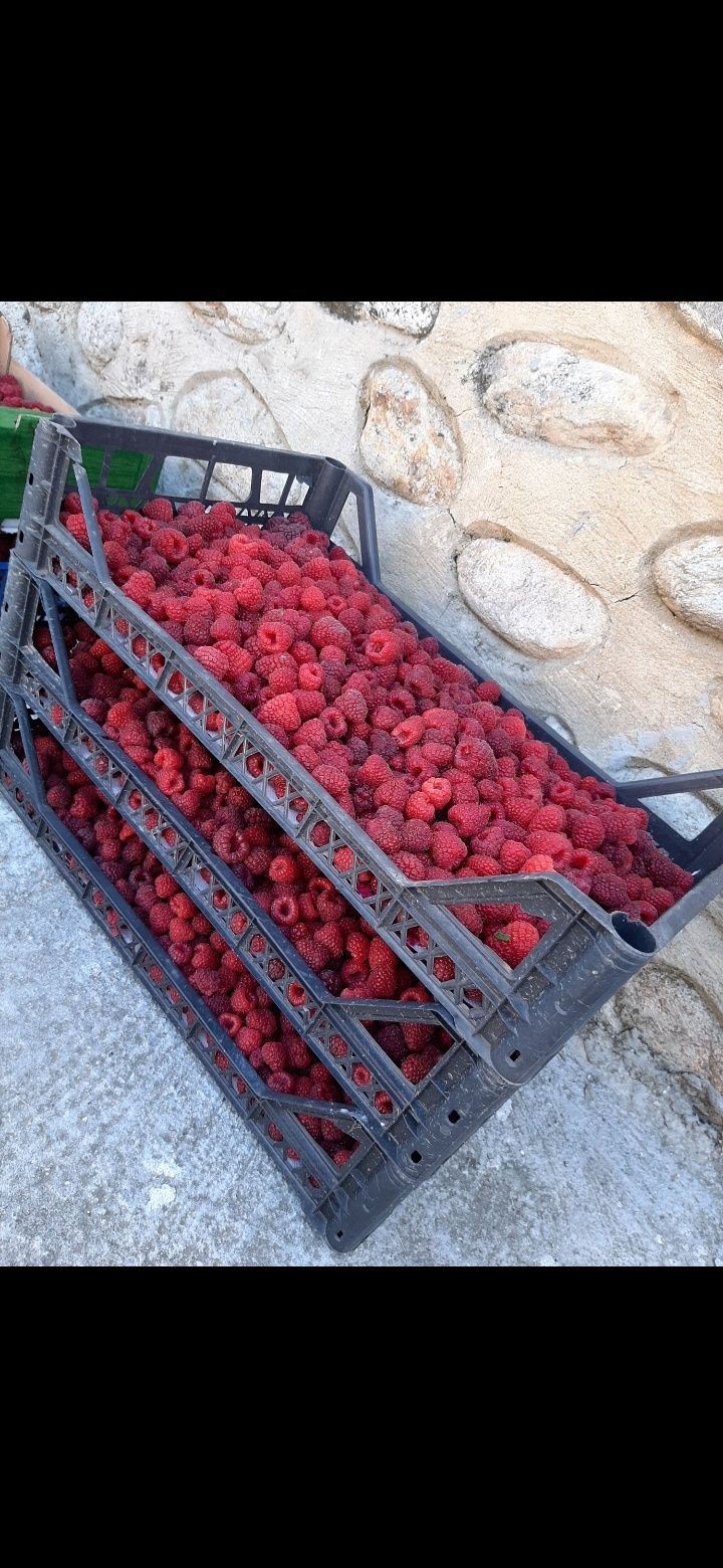 Zmeură bio de vânzare