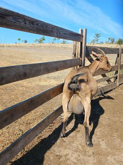 De vânzare capră Alpina Franceză