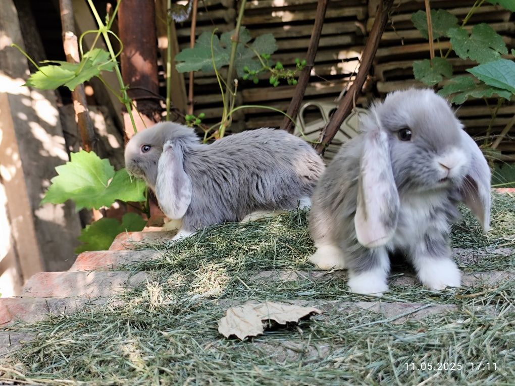 Продаю крольчат французский баран