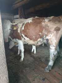 Vaca cu vitel bălțată românească