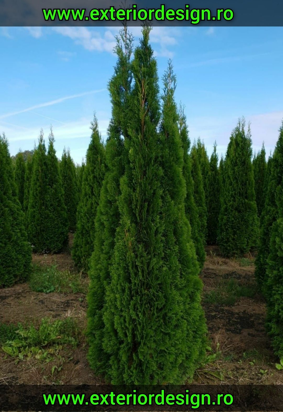 Tuia smarald columnaris leylandii, gard viu etc