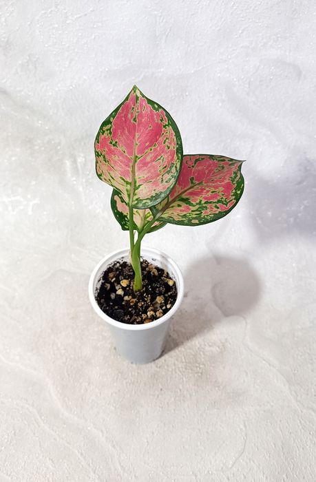 Детки Аглаонем 10 сортов в наличии