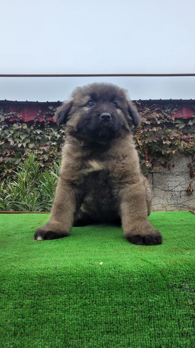 Ciobanesc caucazian talie mare  femele.