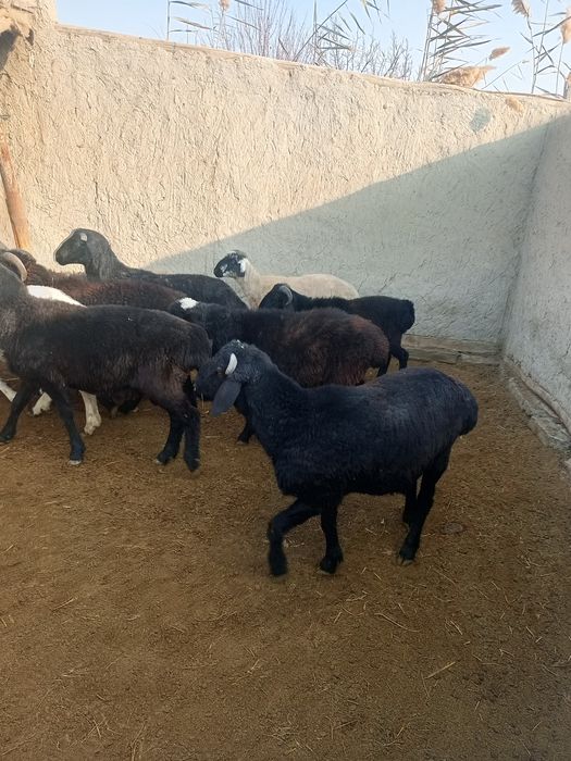 Qoʻchqor barralar sotiladi narxini kelishamiz