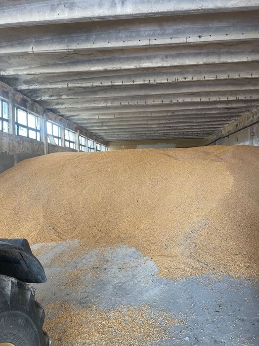 Porumb 1 leu,Floarea soarelui 3 lei