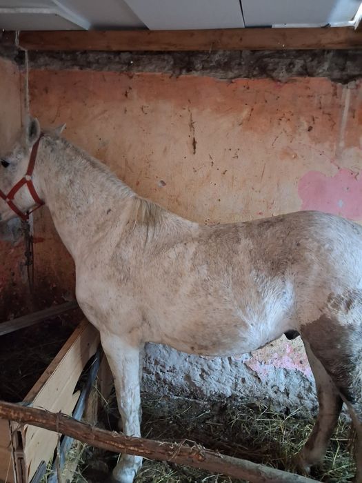 Vând armăsar 8 9 ani