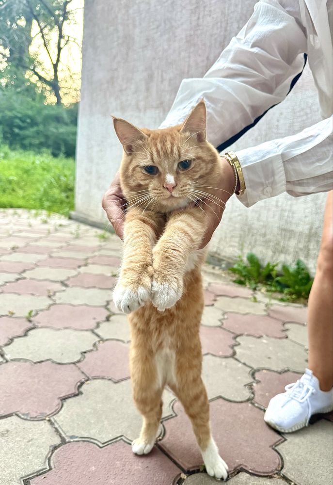 Котик в сапогах ищет дом!