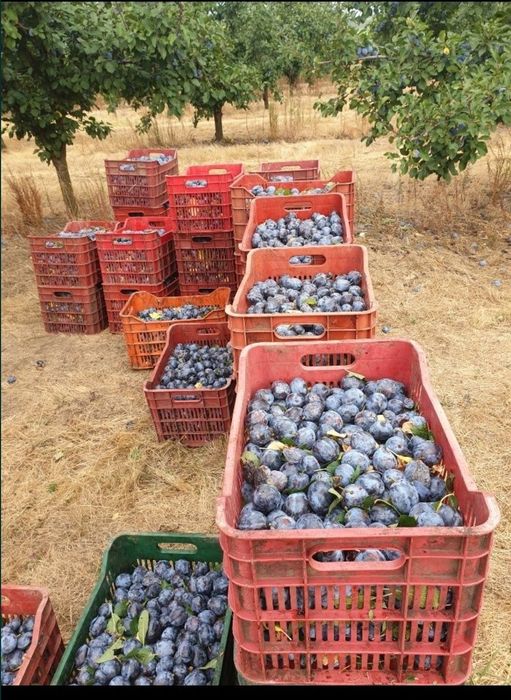 Prună pentru țuică & palincă