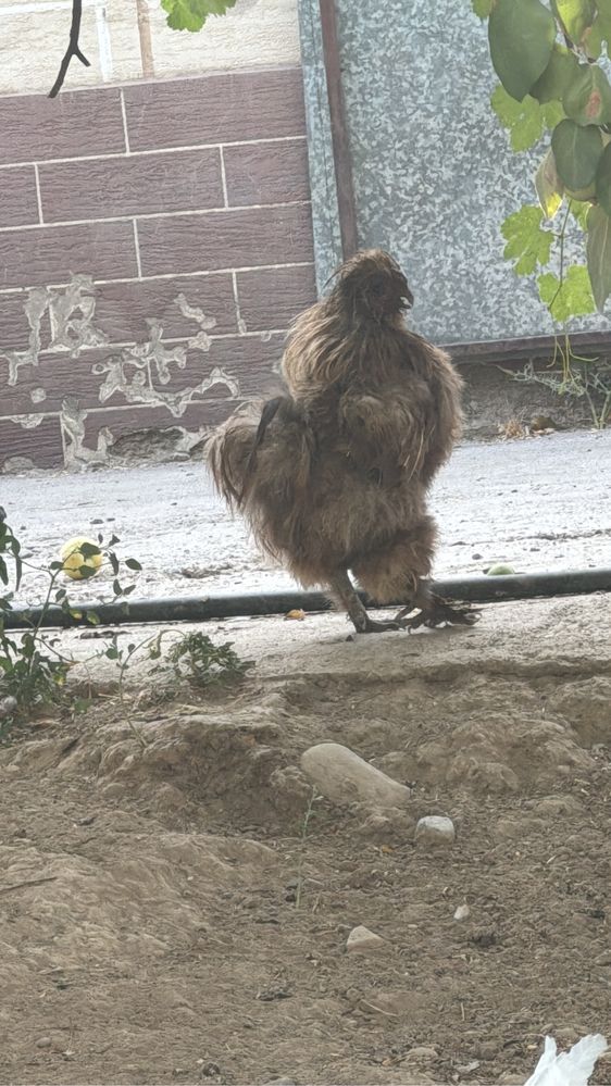 Китайски шолпы бар