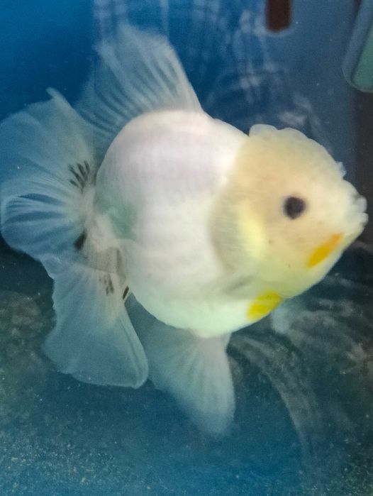 Аквариуми със стилажи,и осветление