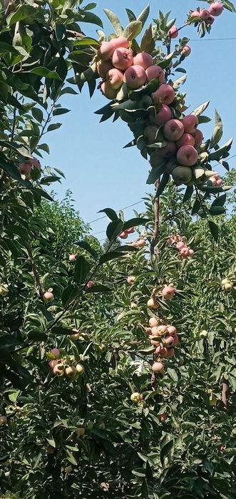 Опытний садовник виноградар Богбон