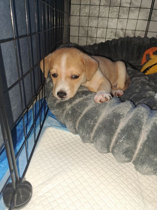 Подарявам малко куче