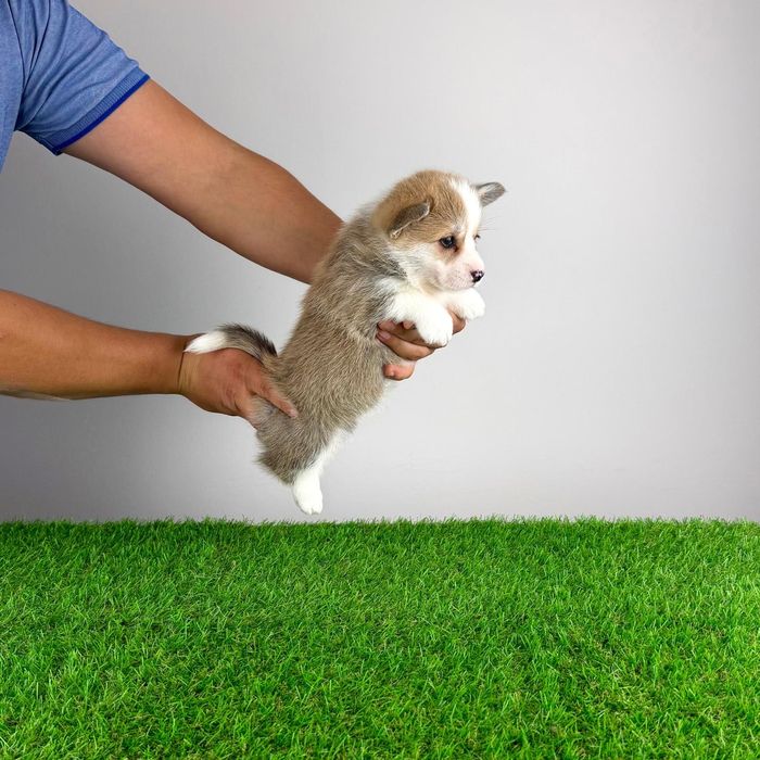 Pui Welsh Corgi Pembroke cu pedigree