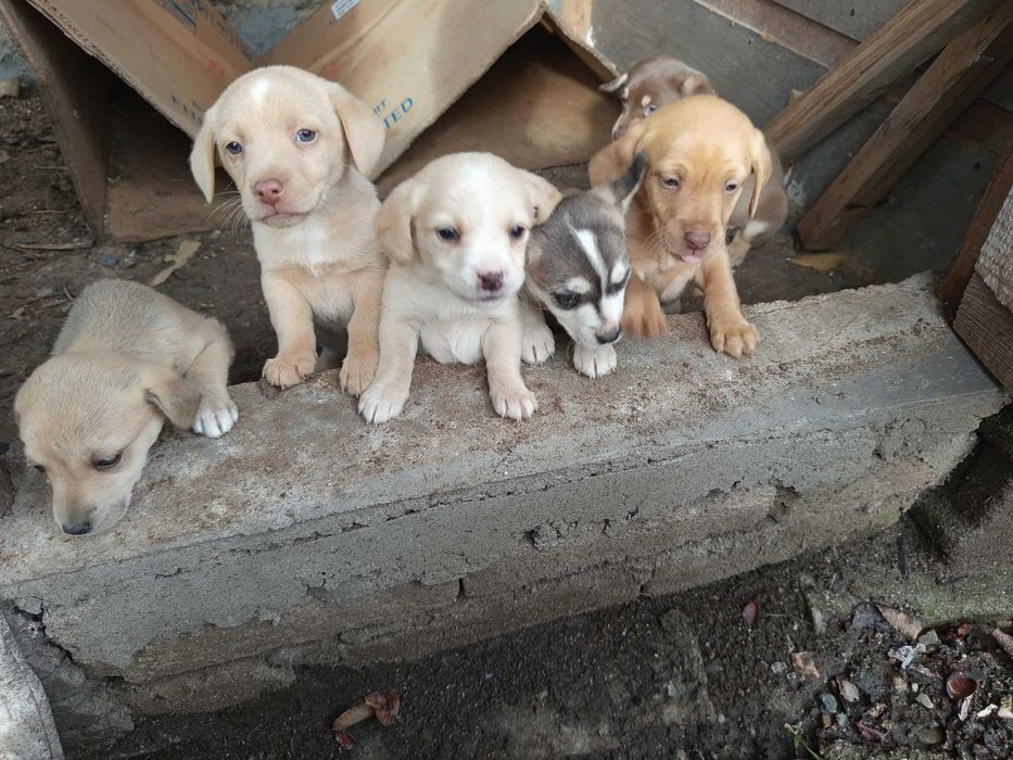 Три кученца търсят своя дом