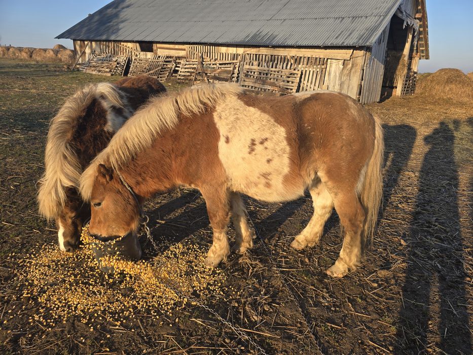 Monta ponei armăsar sau vand