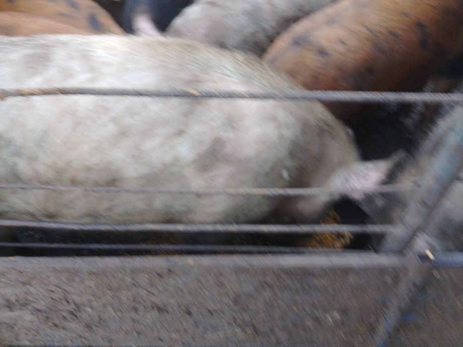 Продавам прасета