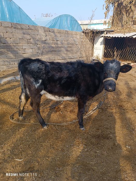 Ona bola Sigir sotiladi Shved zotli