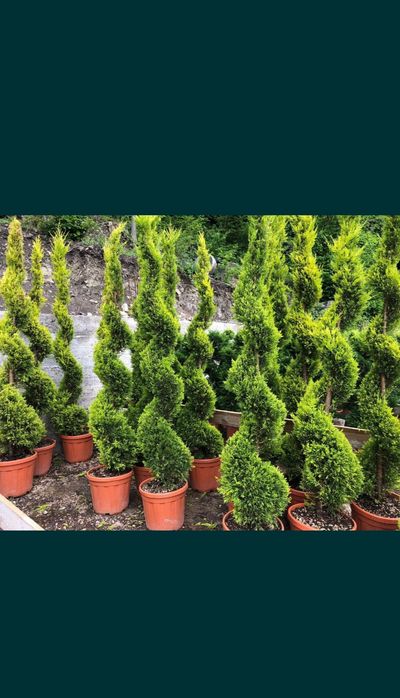 Spirale lelandy tuia smarald pon pon măslin cedrus