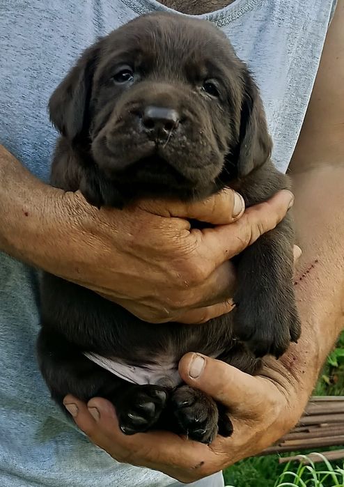 Labrador Ciocolatiu cu pedigree FCI