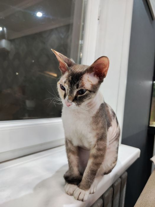 Продам кошечку сфинкс