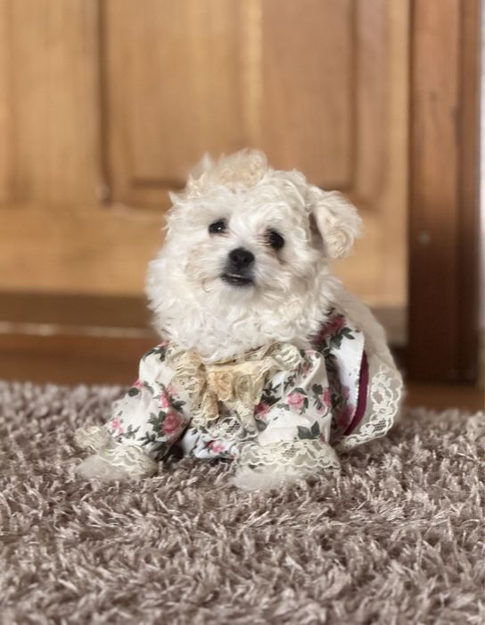 Bichon maltese!!