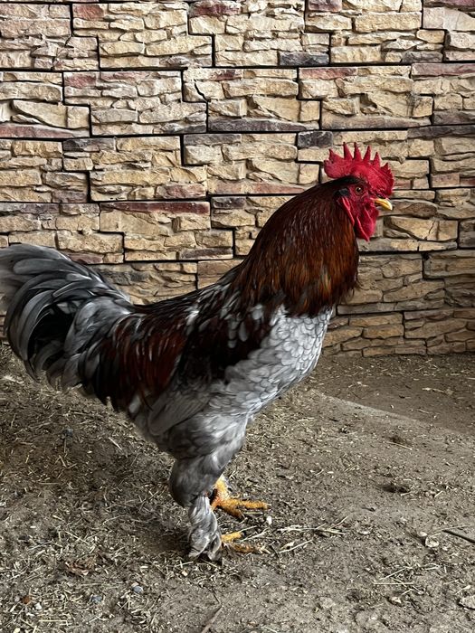 Продается петух/әтеш