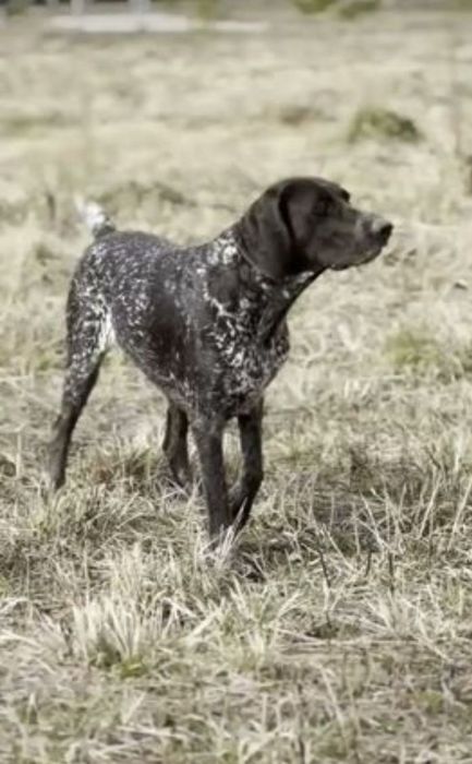 Алматинка курцхаар  охотнични собака