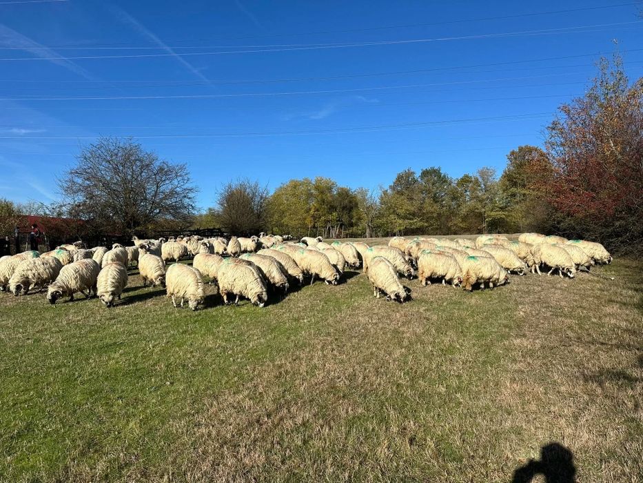 Vand 100 de oi de tinut