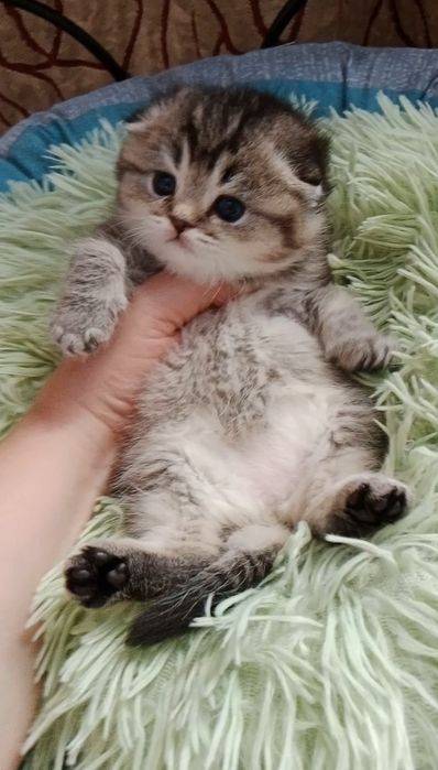 Роскошные котята  Скоттиш фолд золотые девочки и мальчики