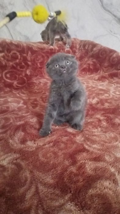 Скотш фолд девочка 1,5 м . мушукча фолд 1,5 ойли